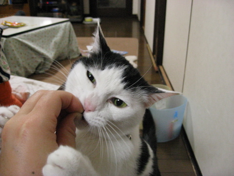 本日の一枚　～ホルス～