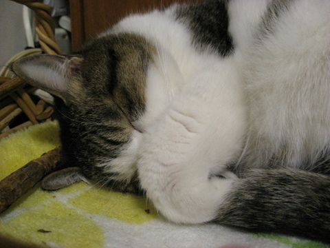 本日の一枚　～のら～