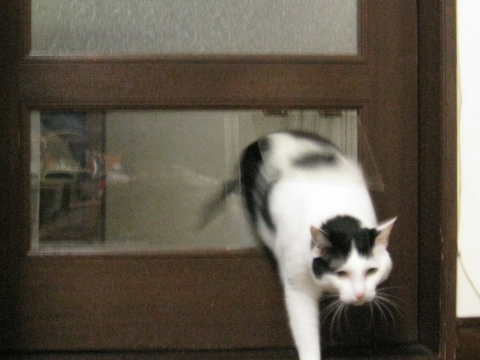 本日の一枚　～ホルス～