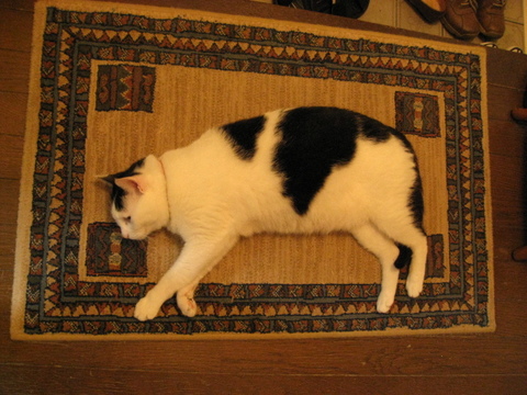 本日の一枚～ホルス～＆猫里親募集