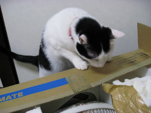本日の一枚～ホルス～＆猫里親募集