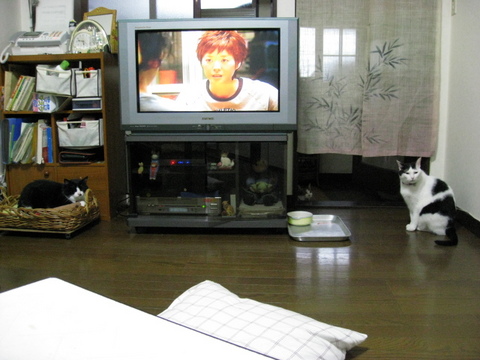 本日の一枚　～のらとホルスと田中さん～