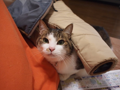 　本日の一枚　～のら～