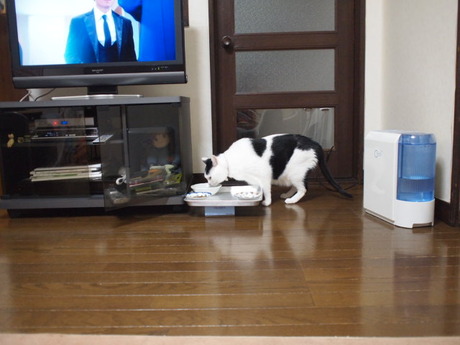 　本日の一枚　～ホルス～