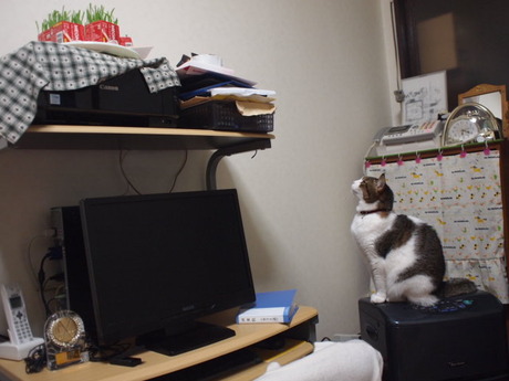 　本日の二枚　～のら～