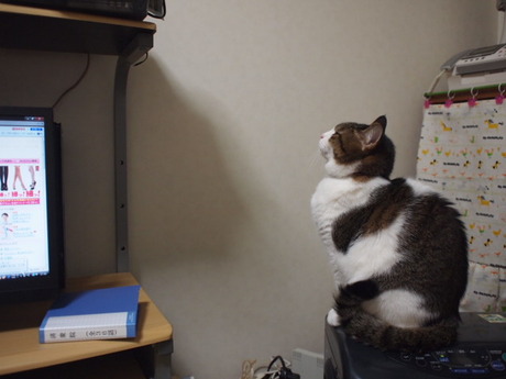 　本日の一枚　～のら～