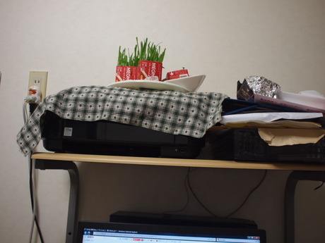 　本日の一枚　～のら～