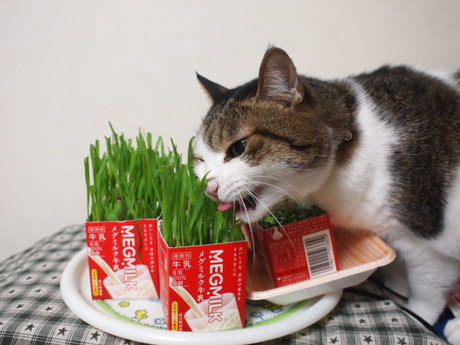 　本日の二枚　～のら～