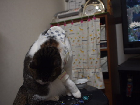 　本日の三枚　～のら～