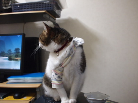 　本日の三枚　～のら～