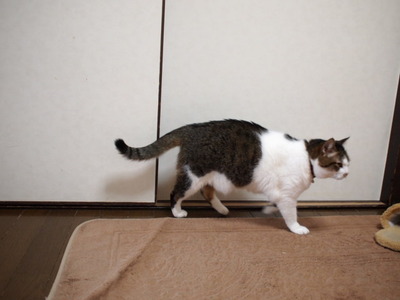　本日の三枚　～のら～