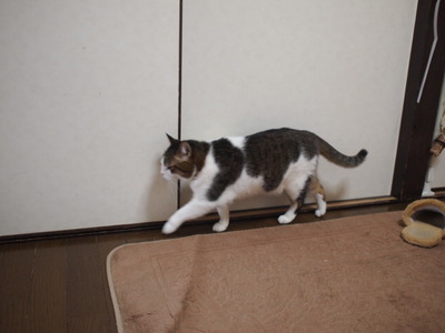 　本日の三枚　～のら～