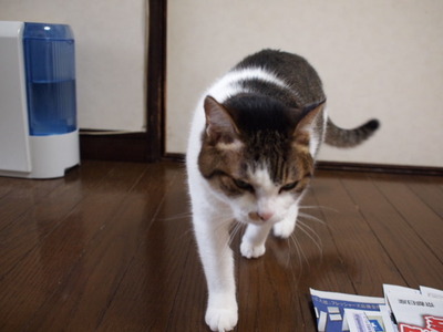 　本日の三枚　～のら～