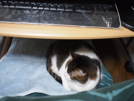 　本日の一枚　～のら～