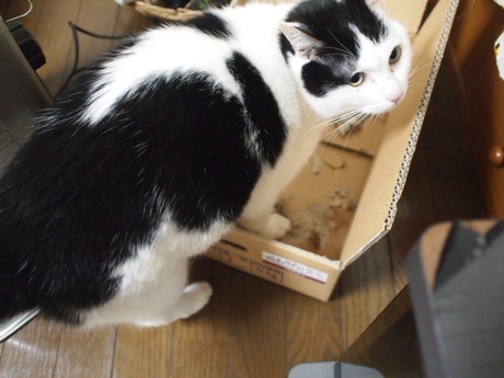　本日の一枚　～ホルス～