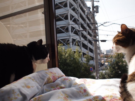 　本日の一枚　～のらと田中さん～