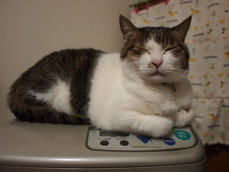 　本日の一枚　～のら～
