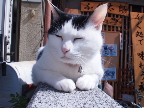 　本日の一枚　～ホルス～