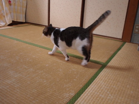 　本日の一枚　～のら～