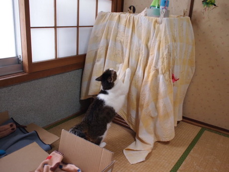 　本日の一枚　～のら～