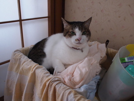 　本日の一枚　～のら～