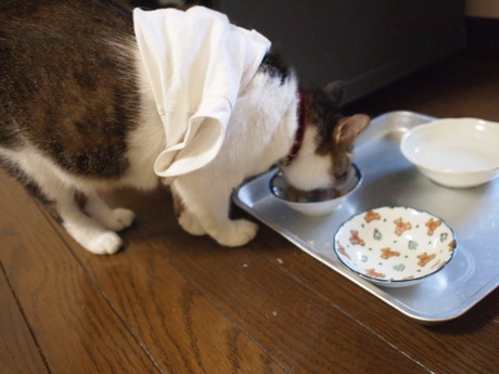 　本日の一枚　～のら～