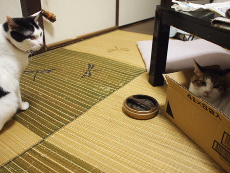 　本日の一枚　～のらとホルス～