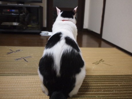 　本日の一枚　～ホルス～