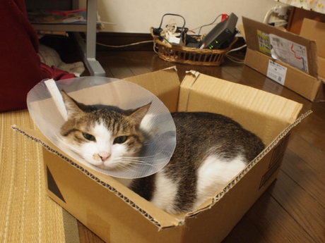　本日の一枚　～のら～