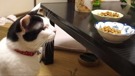 　本日の一枚　～ホルス～