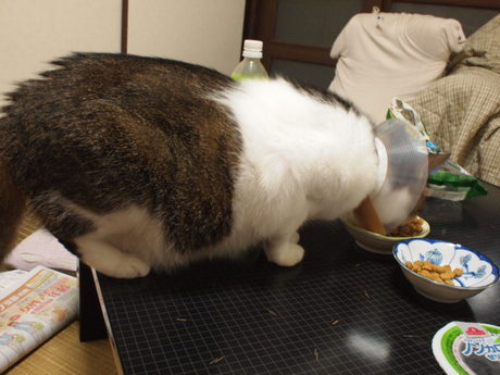 　本日の一枚　～のら～
