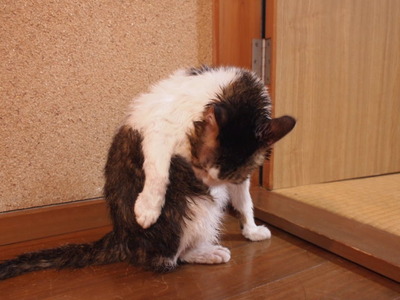 　本日の三枚　～のらとホルスと田中さん～