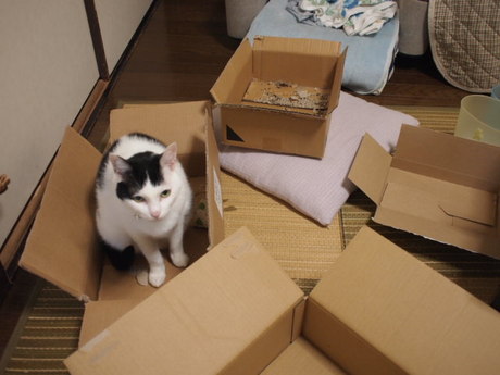 　本日の一枚　～ホルス～