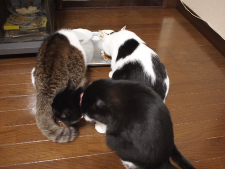 　本日の一枚　～のらとホルスと田中さん～