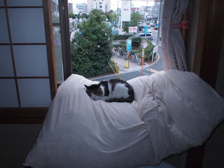 　本日の一枚　～のら～