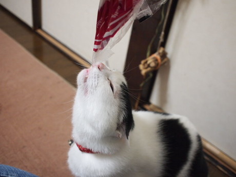 　本日の一枚　～ホルス～