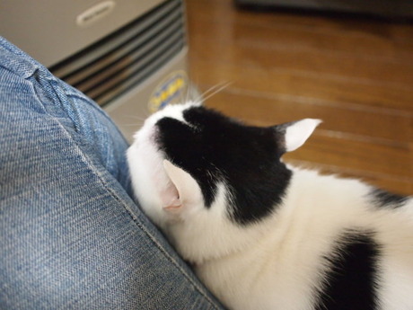 　本日の一枚　～ホルス～