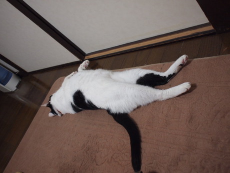 　本日の一枚　～ホルス～
