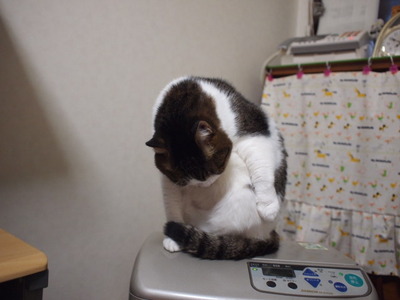 　本日の二枚　～のら～