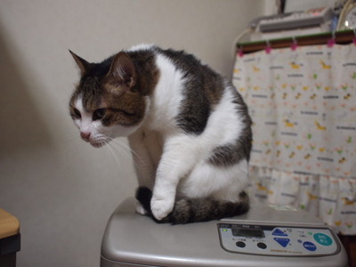 　本日の二枚　～のら～