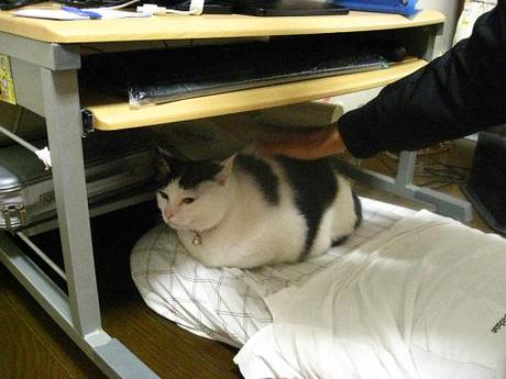 　本日の一枚　～ホルス～