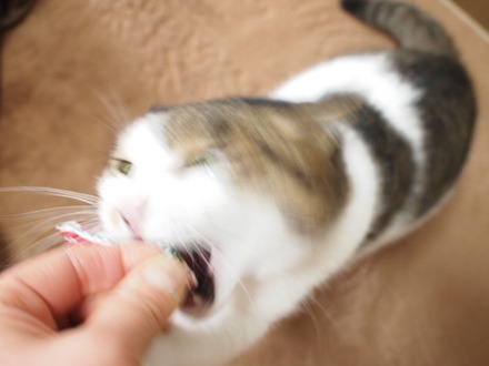 　本日の一枚　～のら～
