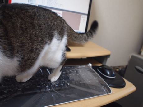 　本日の一枚　～のら～