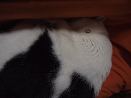 　本日の一枚　～ホルス～