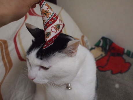 　本日の一枚　～ホルス～