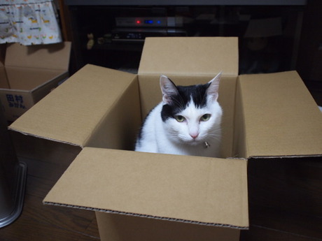 　本日の一枚　～ホルス～