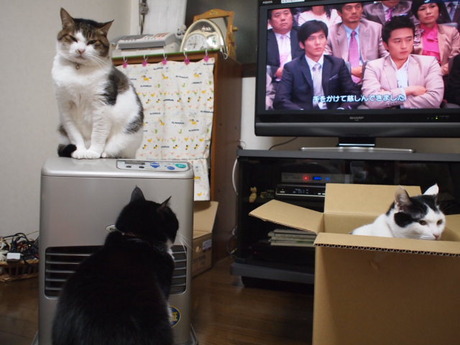 　本日の一枚　～のらとホルスと田中さん～