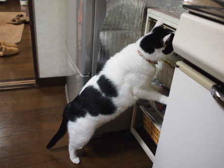 　本日の一枚　～ホルス～