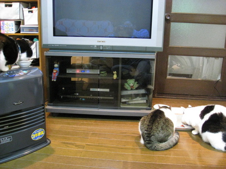 本日の一枚　～のらとホルスと田中さん～