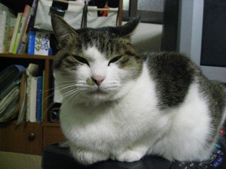 　本日の一枚　～のら～